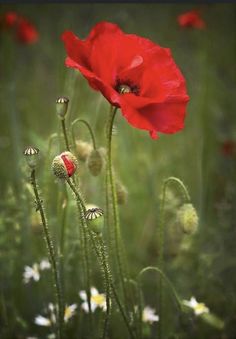 two red poppies are in the middle of some daisies and other wildflowers