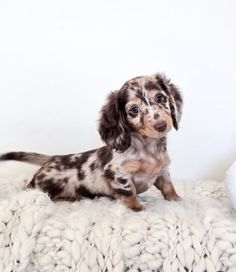 a small brown and black dog sitting on top of a white blanket