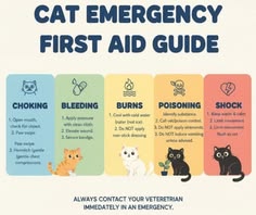 an emergency first aid guide with cats and kittens in different colors, including the words