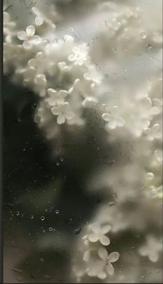 rain drops on the window with white flowers