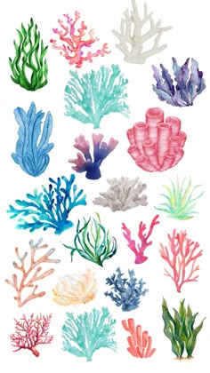 watercolor seaweed and corals are shown in different colors on a white background