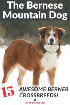 a brown and white dog standing in the snow with text overlay that reads, the bernese mountain dog