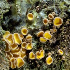 some very pretty yellow and brown mushrooms on a rock
