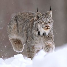 a cat walking in the snow with it's front paws on its hind legs