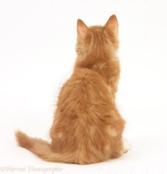 an orange cat sitting on top of a white floor next to a wall and looking up at the sky