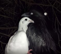 two white and black birds sitting next to each other on top of a tree branch