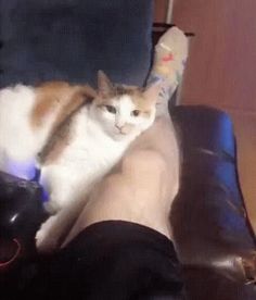 a cat sitting on top of a person's leg in a living room chair