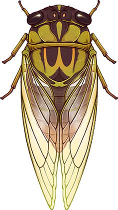 an insect with long antennae and large wings