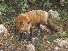 a painting of a red fox walking through the woods with rocks and plants in the background