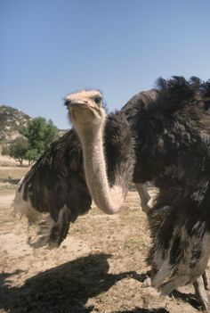 an ostrich is standing in the dirt