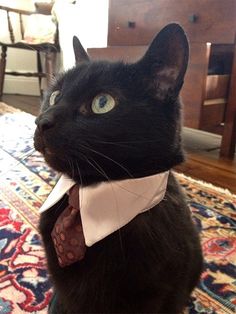 a black cat wearing a white bow tie