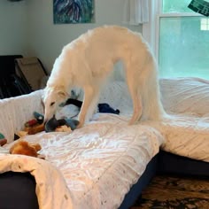 a large white dog standing on top of a bed