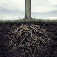 a tree with its roots in the ground