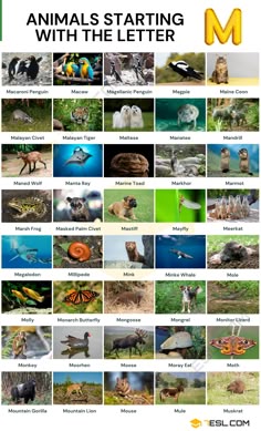animals starting with the letter m in english and spanish, including an image of different kinds of animals