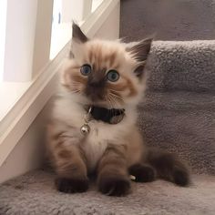 a cat with blue eyes sitting on the stairs