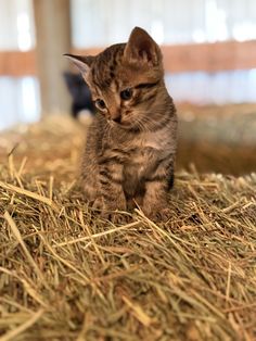a small kitten sitting on top of dry grass