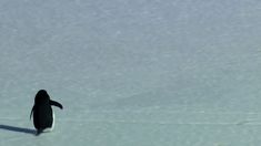 a small penguin walking across the snow covered ground with it's shadow in the water