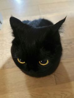 a black cat with yellow eyes sitting on the floor