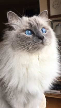 a white and gray cat with blue eyes
