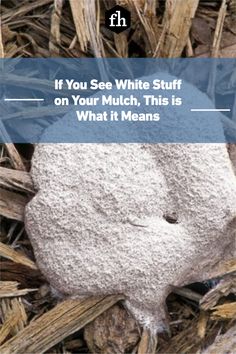a rock with the words if you see white stuff on your mulch, this is what it means