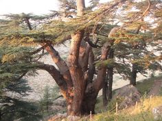 an old pine tree on the side of a hill