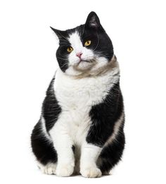 a black and white cat with yellow eyes sits on the floor looking at the camera