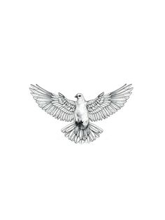 a drawing of a bird with its wings spread