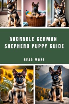 A collage of four German Shepherd puppies in various poses with text overlay "Adorable German Shepherd Puppy Guide - Read More".