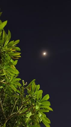 the moon shines brightly in the night sky above some green leaves on a tree