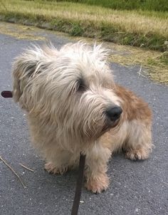 a shaggy dog with a stick in its mouth standing on the pavement next to some grass