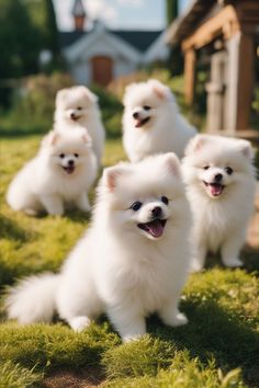 four small white dogs are sitting in the grass
