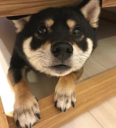 a small black and brown dog sitting under a bed frame with his paws on the edge