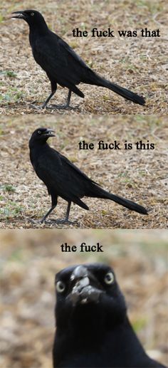 two black crows standing next to each other