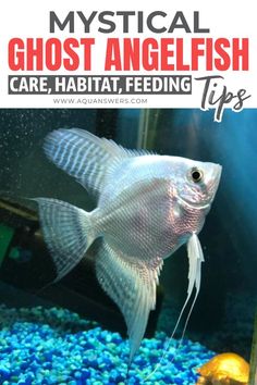 Mystical Ghost Angelfish in an aquarium. The fish appears translucent with delicate fins against a backdrop of blue gravel and water. Text on care tips above.
