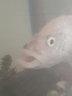 an image of a fish that is looking at something in the water with it's mouth open