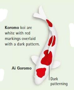 the koi fish is white with red markings overlaid with a dark pattern