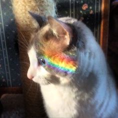a cat with a rainbow hair clip on its head