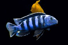a blue and white striped fish next to a yellow flower