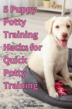 5 Puppy Potty Training Hacks for Quick Potty Training