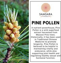a pine pollen is growing on a tree branch with the caption about its benefits