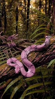 a purple snake on a tree branch in the woods