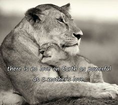 a black and white photo of a lion holding a baby in its arms with the caption, there is no love on earth as powerful as mother's love