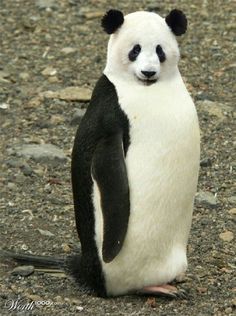 a black and white panda bear standing on its hind legs in the dirt with it's eyes closed