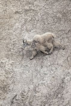 an animal that is laying down in the dirt