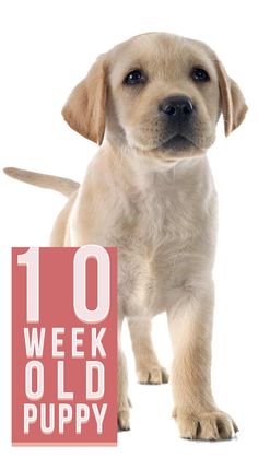 a puppy standing in front of a white background with the words 10 week old puppy