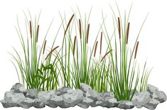 some grass and rocks on a white background