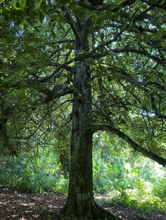 a large tree in the middle of a forest with lots of leaves on the ground