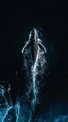 an aerial view of a whale in the ocean at night with its head above the water