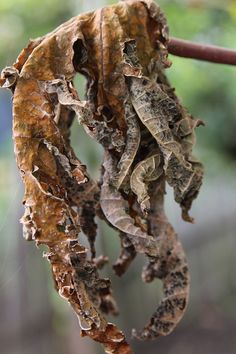dried leaves hanging from a tree branch