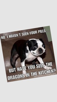 a small black and white dog standing on top of a couch next to a sign